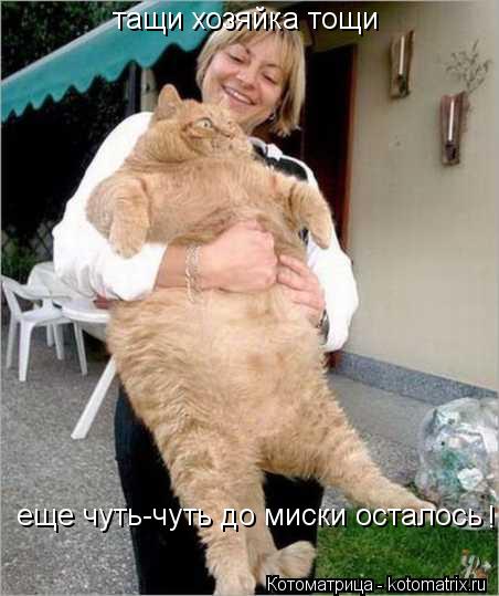 тащи хозяйка тощи еще чуть-чуть до миски осталось !... Котоматрица: тащи хозяйка тощи еще чуть-чуть до миски осталось !