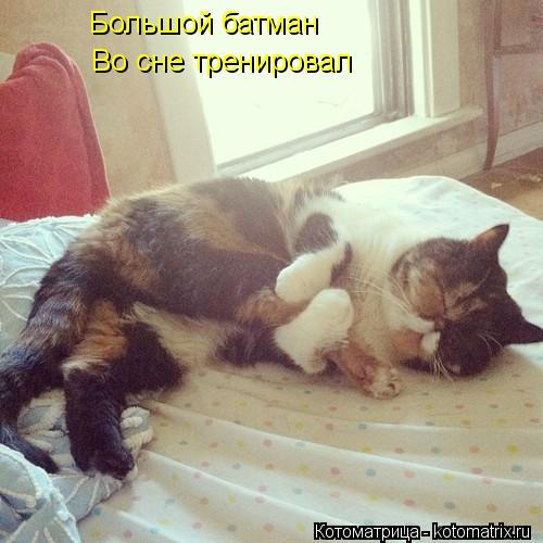 Большой батман Во сне тренировал... Котоматрица: Большой батман Во сне тренировал