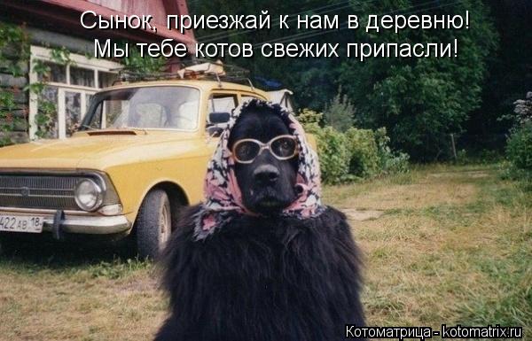 Сынок, приезжай к нам в деревню! Мы тебе котов свежих припасли!... Котоматрица: Сынок, приезжай к нам в деревню! Мы тебе котов свежих припасли!
