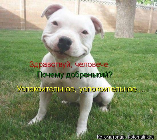Здравствуй, человече. Почему добренький? Успокоительное, успокоительное....... Котоматрица: Здравствуй, человече. Почему добренький? Успокоительное, успокоительное....