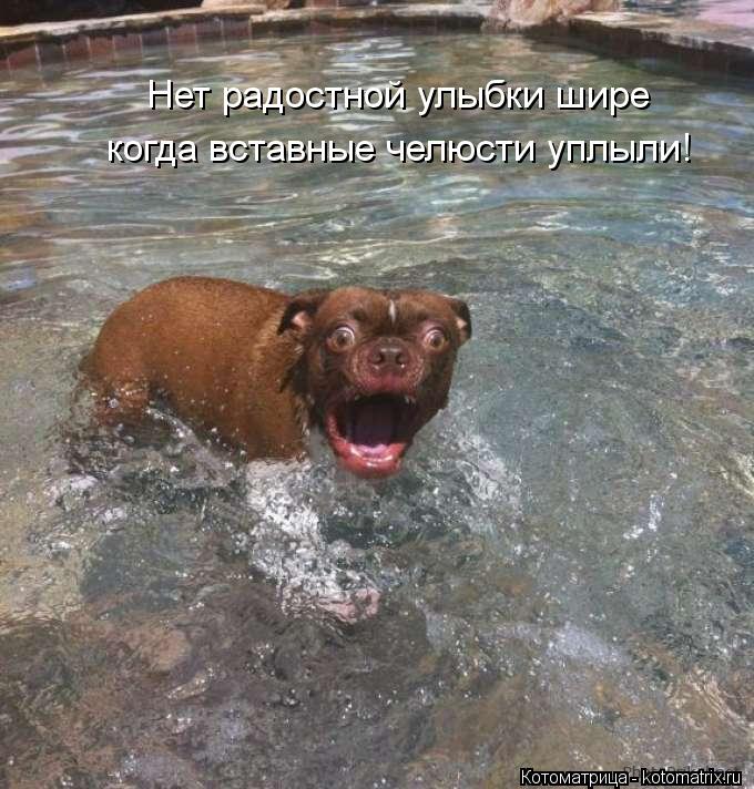 Нет радостной улыбки шире когда вставные челюсти уплыли!... Котоматрица: Нет радостной улыбки шире когда вставные челюсти уплыли!