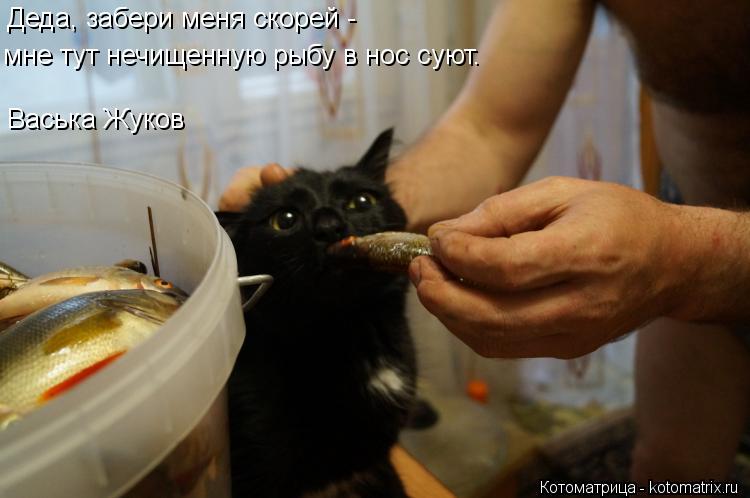 Деда, забери меня скорей - мне тут нечищенную рыбу в нос суют. Васька Жуков... Котоматрица: Деда, забери меня скорей - мне тут нечищенную рыбу в нос суют. Васька Жуков