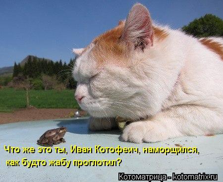 Что же это ты, Иван Котофеич, наморщился, как будто жабу проглотил?... Котоматрица: Что же это ты, Иван Котофеич, наморщился, как будто жабу проглотил?