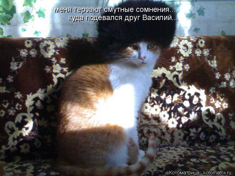 меня терзают смутные сомнения.... куда подевался друг Василий...... Котоматрица: меня терзают смутные сомнения.... куда подевался друг Василий...