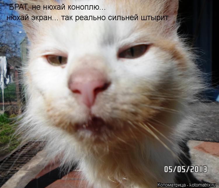 БРАТ, не нюхай коноплю... нюхай экран... так реально сильней штырит... Котоматрица: БРАТ, не нюхай коноплю... нюхай экран... так реально сильней штырит