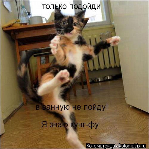 только подойди в ванную не пойду! Я знаю кунг-фу... Котоматрица: только подойди в ванную не пойду! Я знаю кунг-фу