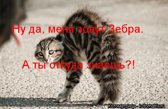 Ну да, меня зовут Зебра. А ты откуда знаешь?!... Котоматрица: Ну да, меня зовут Зебра. А ты откуда знаешь?!
