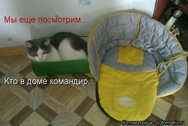 Мы еще посмотрим... Кто в доме командир...... Котоматрица: Мы еще посмотрим... Кто в доме командир...