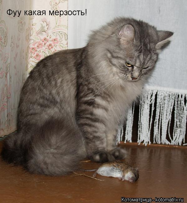 Фуу какая мерзость!... Котоматрица: Фуу какая мерзость!