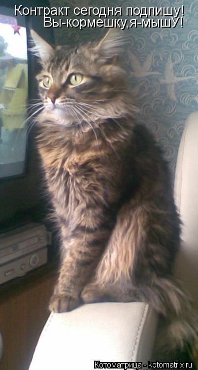 Контракт сегодня подпишу! Вы-кормешку,я-мышУ!... Котоматрица: Контракт сегодня подпишу! Вы-кормешку,я-мышУ!