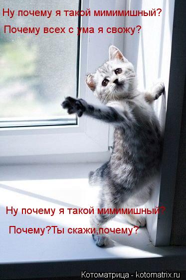 Ну почему я такой мимимишный? Почему всех с ума я свожу? Ну почему я такой мимимишный? Почему?Ты скаж... Котоматрица: Ну почему я такой мимимишный? Почему всех с ума я свожу? Ну почему я такой мимимишный? Почему?Ты скажи,почему?