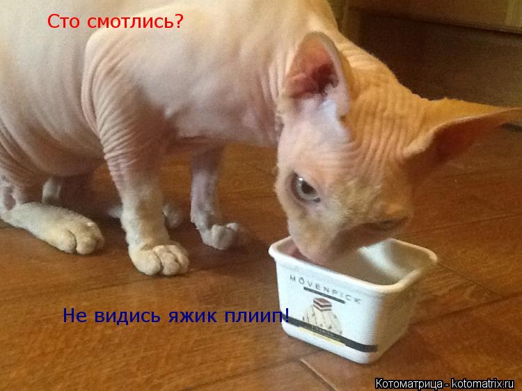 Сто смотлись? Не видись яжик плиип!... Котоматрица: Сто смотлись? Не видись яжик плиип!
