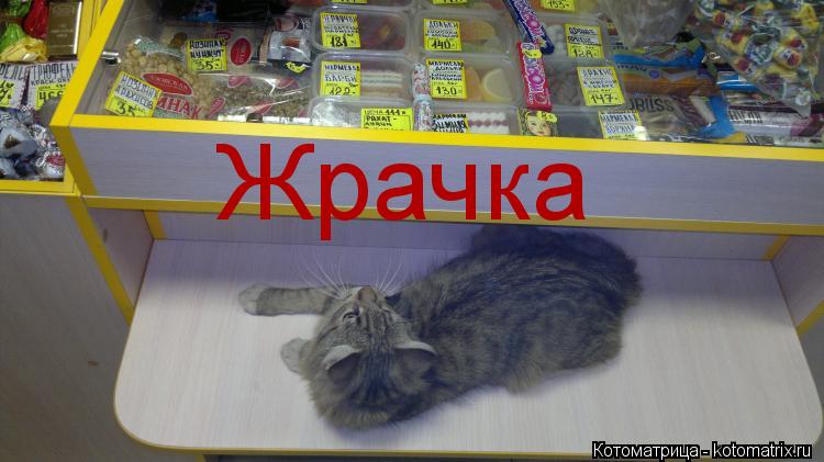 Жрачка... Котоматрица: Жрачка