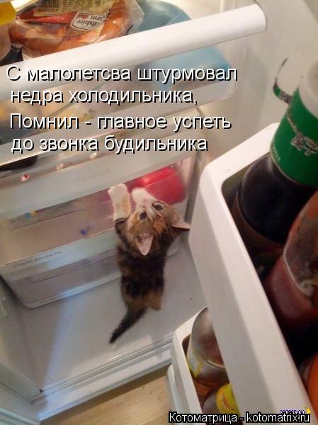 С малолетсва штурмовал недра холодильника, Помнил - главное успеть до звонка будильника... Котоматрица: С малолетсва штурмовал недра холодильника, Помнил - главное успеть до звонка будильника