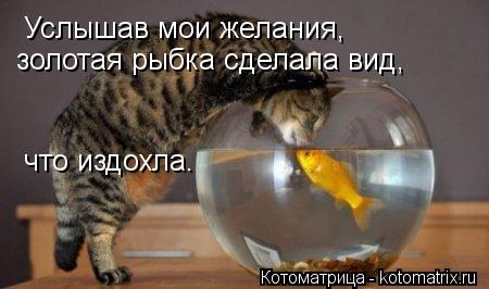 Услышав мои желания, золотая рыбка сделала вид, что издохла.... Котоматрица: Услышав мои желания, золотая рыбка сделала вид, что издохла.