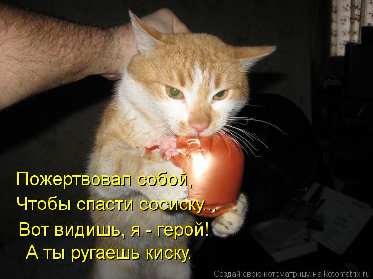 Пожертвовал собой, Чтобы спасти сосиску... Вот видишь, я - герой! А ты ругаешь киску.... Котоматрица: Пожертвовал собой, Чтобы спасти сосиску... Вот видишь, я - герой! А ты ругаешь киску.