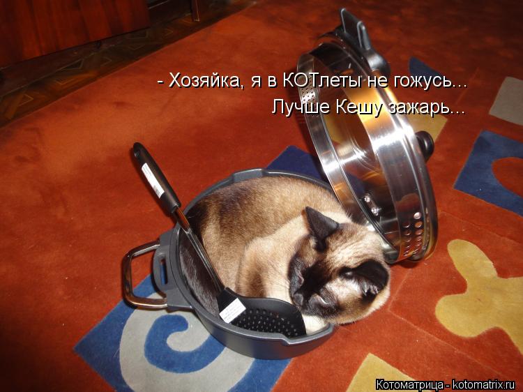 - Хозяйка, я в КОТлеты не гожусь... Лучше Кешу зажарь...... Котоматрица: - Хозяйка, я в КОТлеты не гожусь... Лучше Кешу зажарь...
