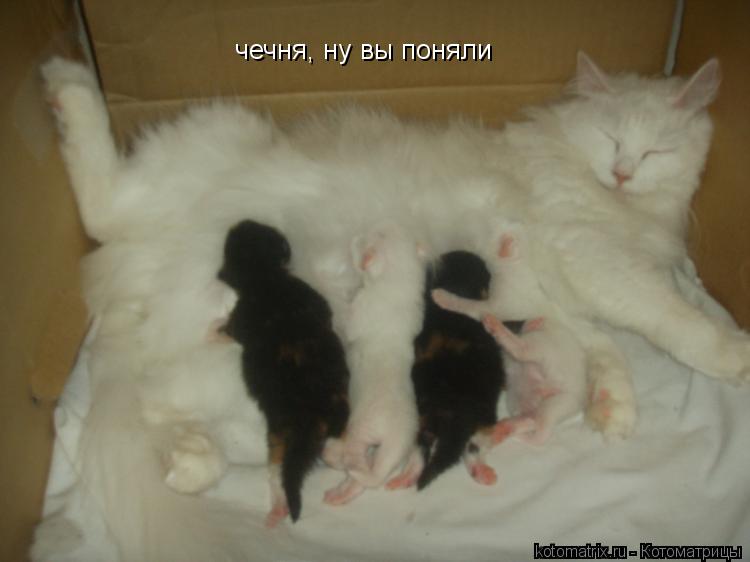 чечня, ну вы поняли... Котоматрица: чечня, ну вы поняли