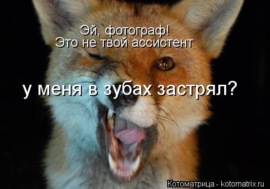 Эй, фотограф! Это не твой ассистент у меня в зубах застрял?... Котоматрица: Эй, фотограф! Это не твой ассистент у меня в зубах застрял?
