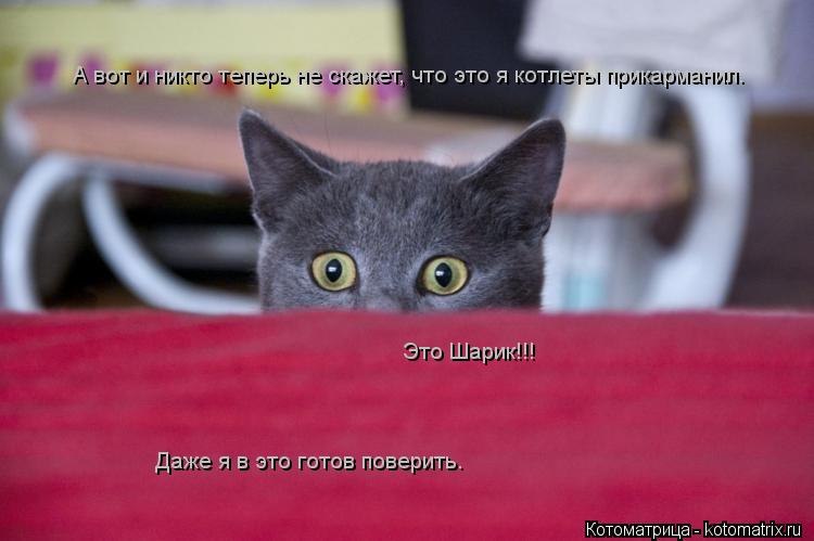 А вот и никто теперь не скажет, что это я котлеты прикарманил. Это Шарик!!! Даже я в это готов повери... Котоматрица: А вот и никто теперь не скажет, что это я котлеты прикарманил. Это Шарик!!! Даже я в это готов поверить.