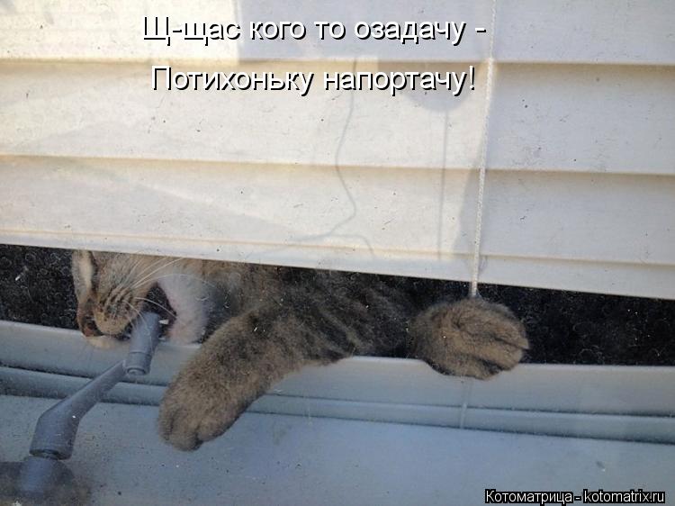 Щ-щас кого то озадачу - Потихоньку напортачу!... Котоматрица: Щ-щас кого то озадачу - Потихоньку напортачу!