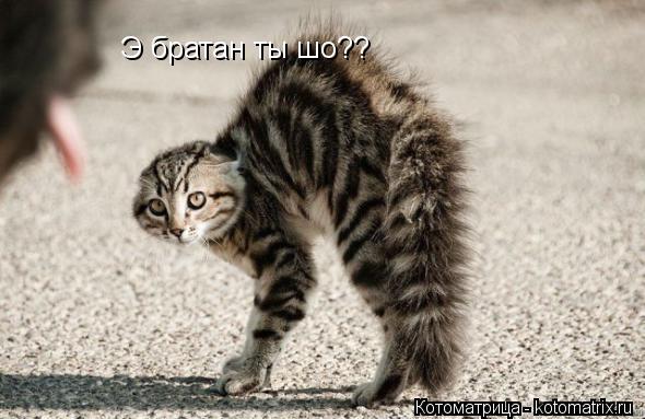 Э братан ты шо??... Котоматрица: Э братан ты шо??