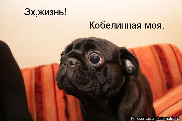 Эх,жизнь! Кобелинная моя.... Котоматрица: Эх,жизнь! Кобелинная моя.