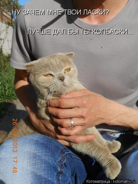 НУ ЗАЧЕМ МНЕ ТВОИ ЛАСКИ? ЛУЧШЕ ДАЛ БЫ ТЫ КОЛБАСКИ...... Котоматрица: НУ ЗАЧЕМ МНЕ ТВОИ ЛАСКИ? ЛУЧШЕ ДАЛ БЫ ТЫ КОЛБАСКИ...