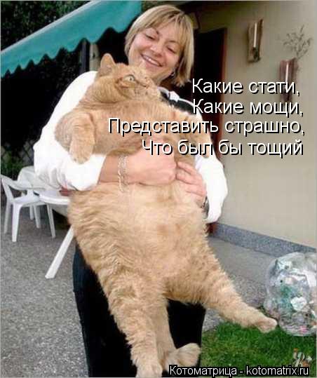 Какие стати, Какие мощи, Представить страшно, Что был бы тощий... Котоматрица: Какие стати, Какие мощи, Представить страшно, Что был бы тощий