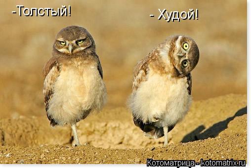 -Толстый! - Худой!... Котоматрица: -Толстый! - Худой!