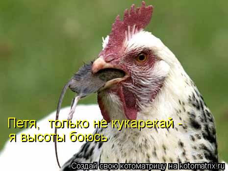 Петя, только не кукарекай - я высоты боюсь... Котоматрица: Петя, только не кукарекай - я высоты боюсь