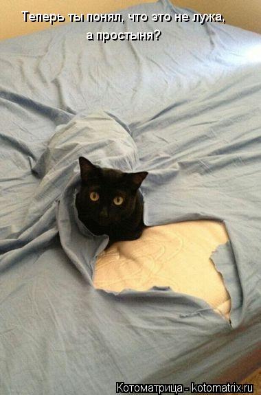 Теперь ты понял, что это не лужа, а простыня?... Котоматрица: Теперь ты понял, что это не лужа, а простыня?