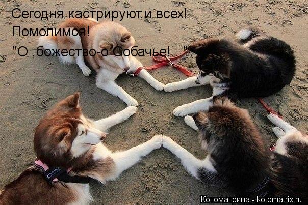 Котоматрица: Сегодня кастрируют,и всех! Помолимся! ''О ,божество-о Собачье!...''