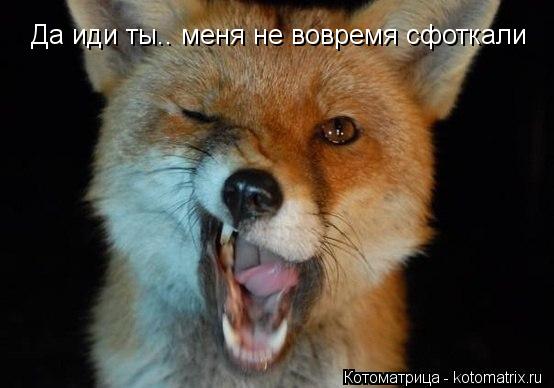 Да иди ты.. меня не вовремя сфоткали... Котоматрица: Да иди ты.. меня не вовремя сфоткали