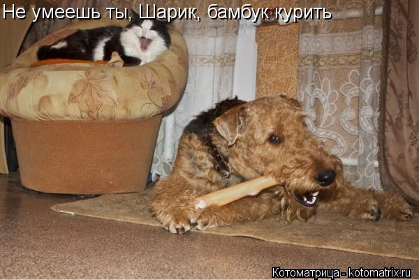 Не умеешь ты, Шарик, бамбук курить... Котоматрица: Не умеешь ты, Шарик, бамбук курить