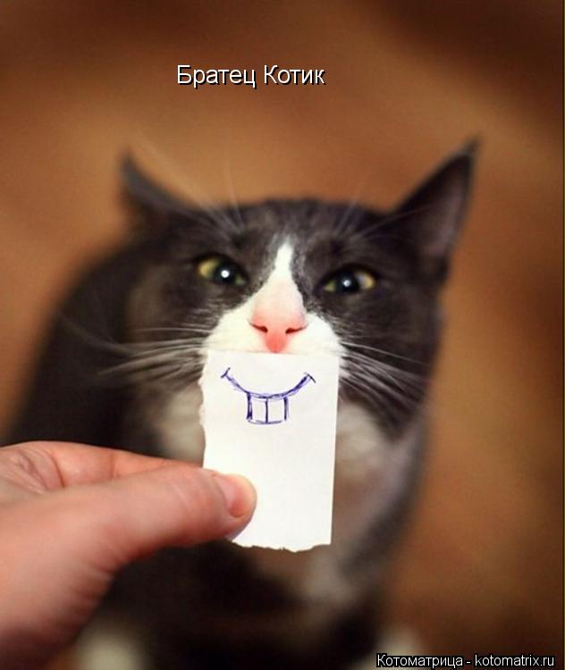 Братец Котик... Котоматрица: Братец Котик