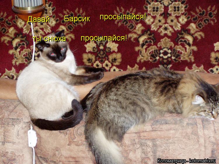 Давай Барсик просыпайся! ты снюха просыпайся!... Котоматрица: Давай Барсик просыпайся! ты снюха просыпайся!