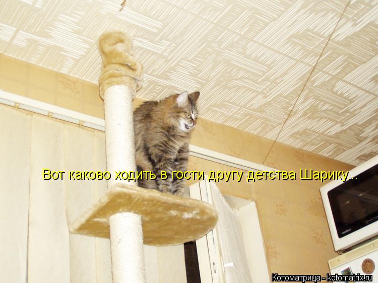 Вот каково ходить в гости другу детства Шарику...... Котоматрица: Вот каково ходить в гости другу детства Шарику...