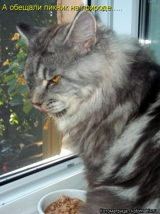 А обещали пикник на природе........ Котоматрица: А обещали пикник на природе.....