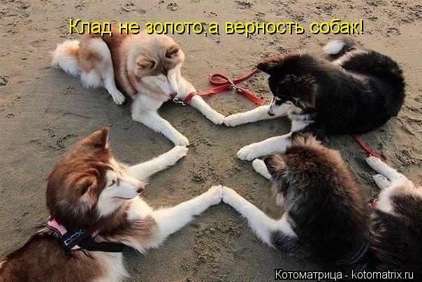 Клад не золото,а верность собак!... Котоматрица: Клад не золото,а верность собак!