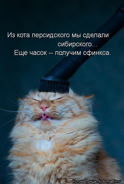 Из кота персидского мы сделали сибирского... Еще часок -- получим сфинкса.... Котоматрица: Из кота персидского мы сделали сибирского... Еще часок -- получим сфинкса.