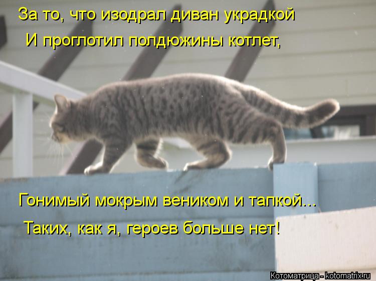 За то, что изодрал диван украдкой И проглотил полдюжины котлет, Гонимый мокрым веником и тапкой... Та... Котоматрица: За то, что изодрал диван украдкой И проглотил полдюжины котлет, Гонимый мокрым веником и тапкой... Таких, как я, героев больше нет!