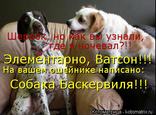 Шерлок, но как вы узнали, где я ночевал?!! Элементарно, Ватсон!!! На вашем ошейнике написано: Собака ... Котоматрица: Шерлок, но как вы узнали, где я ночевал?!! Элементарно, Ватсон!!! На вашем ошейнике написано: Собака Баскервиля!!!