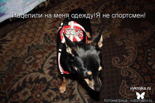 Нацепили на меня одежду!Я не спортсмен!... Котоматрица: Нацепили на меня одежду!Я не спортсмен!