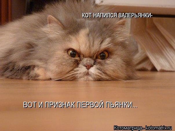 КОТ НАПИЛСЯ ВАЛЕРЬЯНКИ- ВОТ И ПРИЗНАК ПЕРВОЙ ПЬЯНКИ...... Котоматрица: КОТ НАПИЛСЯ ВАЛЕРЬЯНКИ- ВОТ И ПРИЗНАК ПЕРВОЙ ПЬЯНКИ...