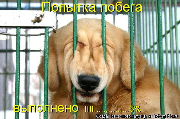 Попытка побега выполнено IIII...............5%... Котоматрица: Попытка побега выполнено IIII...............5%
