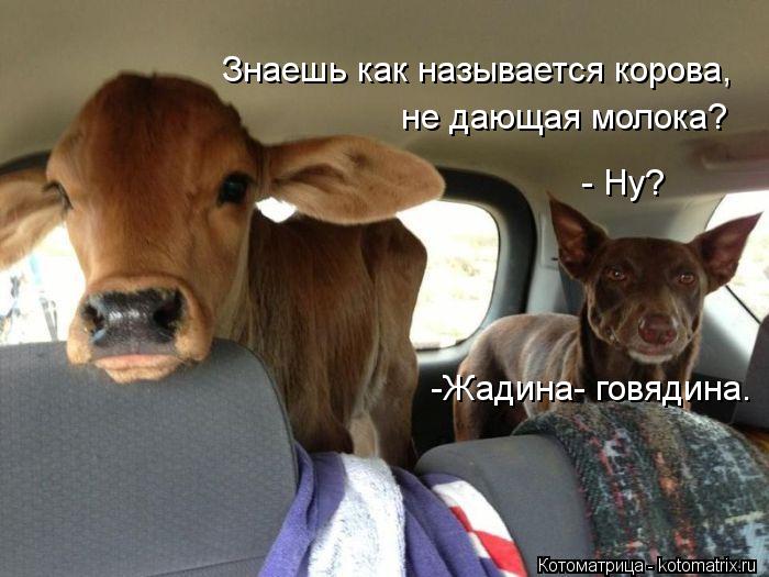 Знаешь как называется корова, не дающая молока? - Ну? -Жадина- говядина.... Котоматрица: Знаешь как называется корова, не дающая молока? - Ну? -Жадина- говядина.