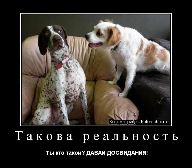 Такова реальность Ты кто такой? ДАВАЙ ДОСВИДАНИЯ!... Котоматрица: Такова реальность Ты кто такой? ДАВАЙ ДОСВИДАНИЯ!