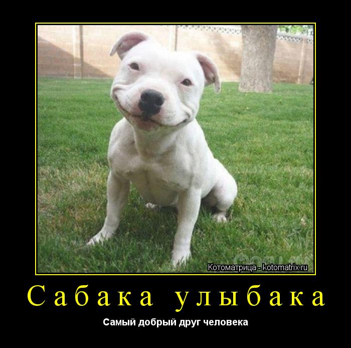 Сабака улыбака Самый добрый друг человека... Котоматрица: Сабака улыбака Самый добрый друг человека