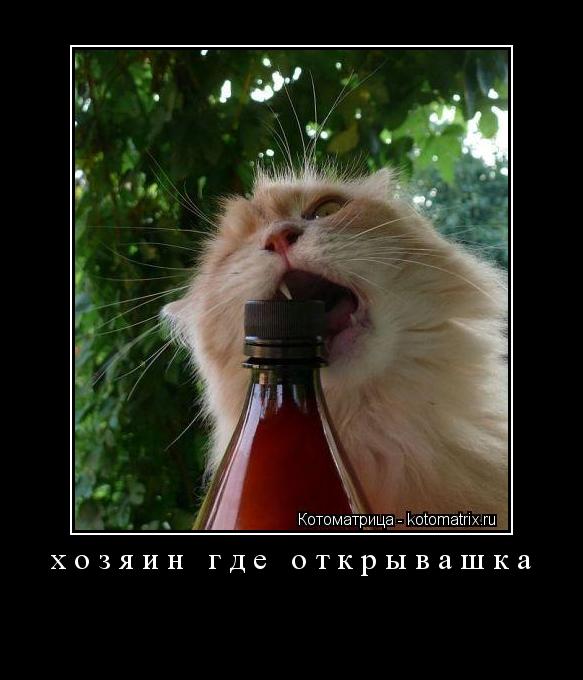 хозяин где открывашка ... Котоматрица: хозяин где открывашка